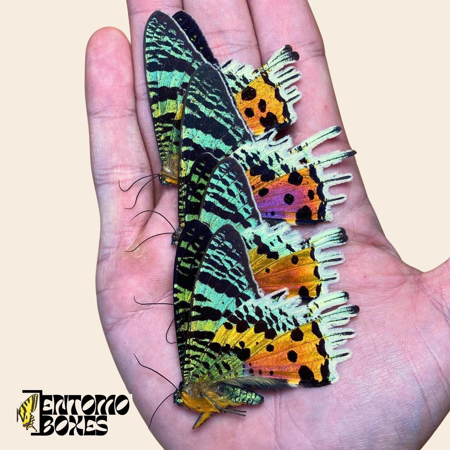 urania ripheus moths (etsy image id: 8044949659)