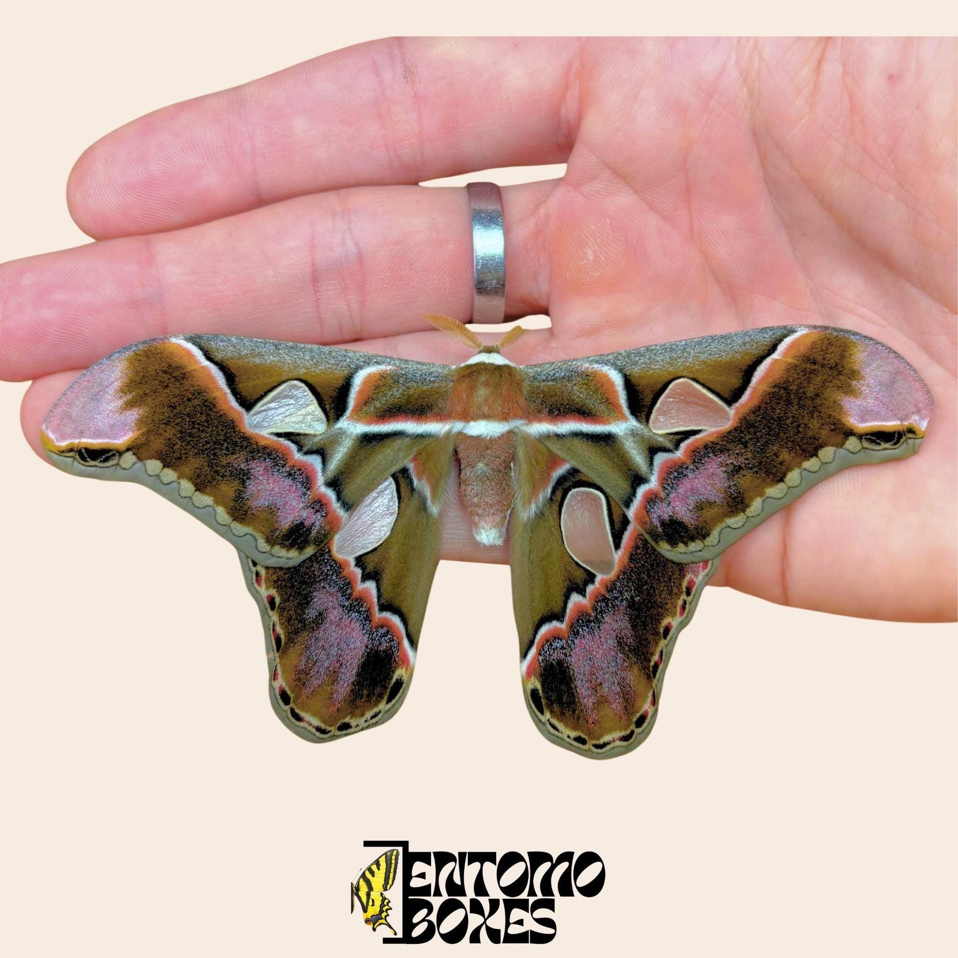 Rothschildia inca male with opened wings