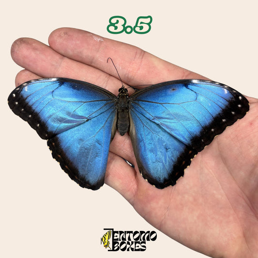 Real Blue Morpho Butterfly: B-Grade defected Dry Specimen for Taxidermy Repair