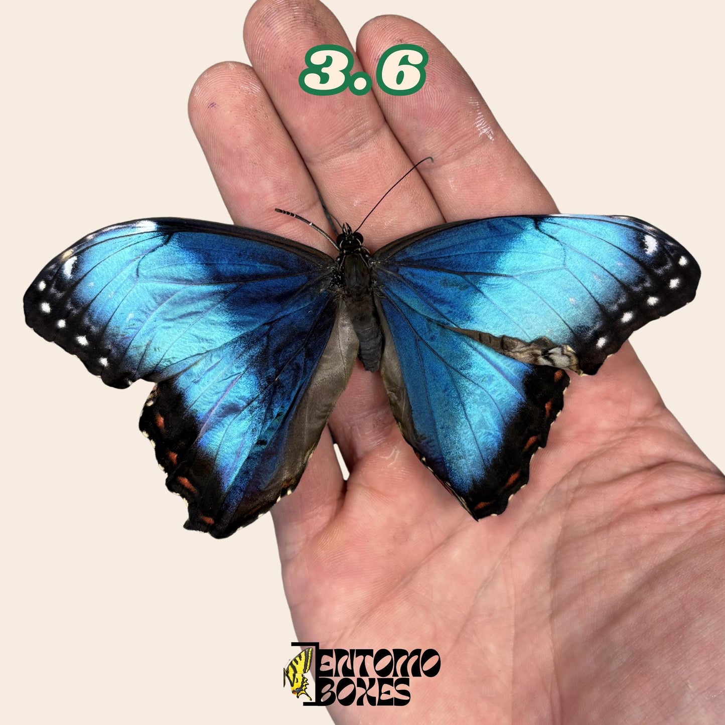 Real Blue Morpho Butterfly: B-Grade defected Dry Specimen for Taxidermy Repair