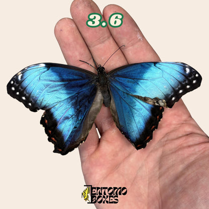 Real Blue Morpho Butterfly: B-Grade defected Dry Specimen for Taxidermy Repair