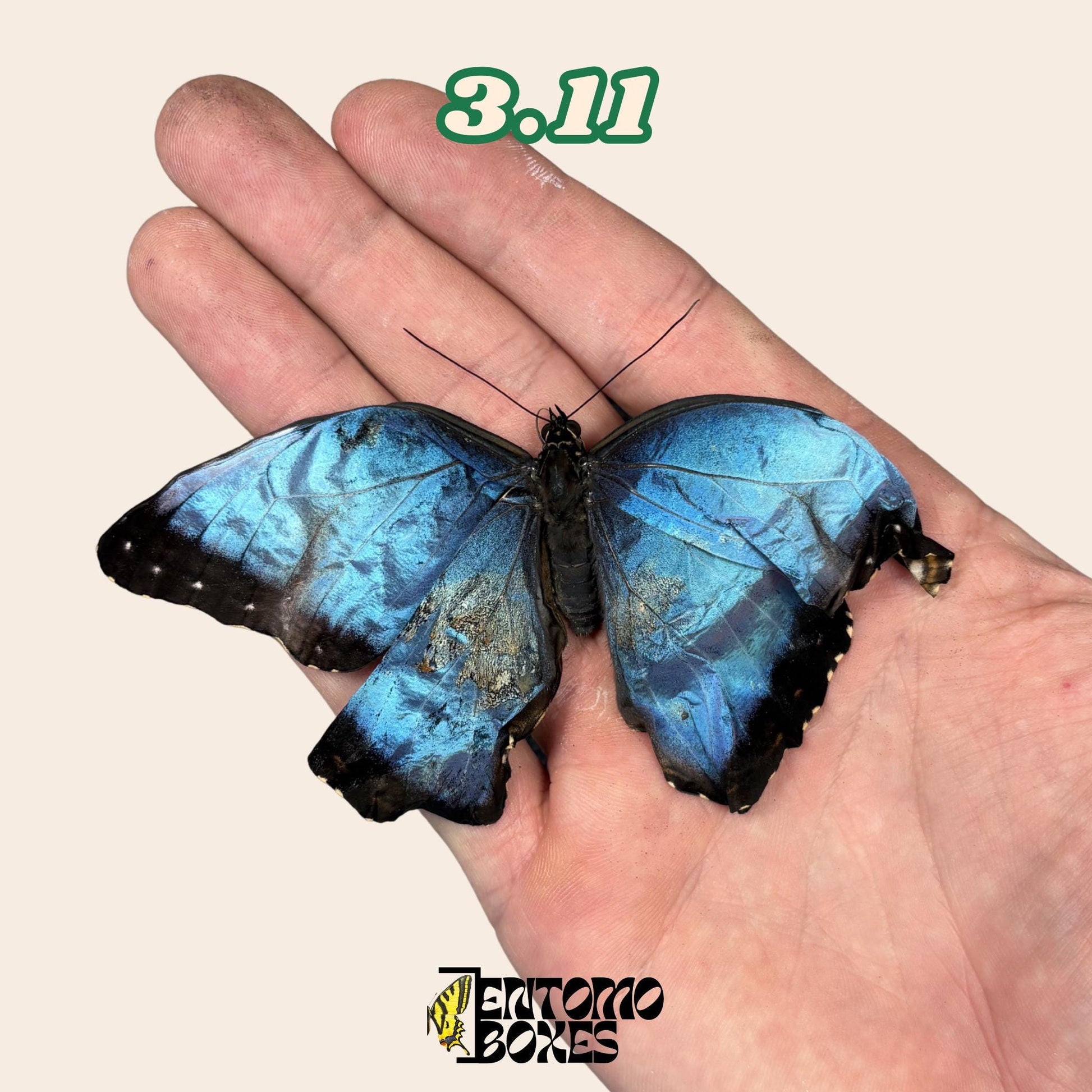 Real Blue Morpho Butterfly: B-Grade defected Dry Specimen for Taxidermy Repair