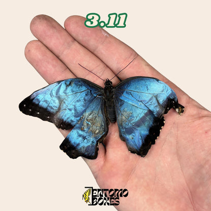 Real Blue Morpho Butterfly: B-Grade defected Dry Specimen for Taxidermy Repair