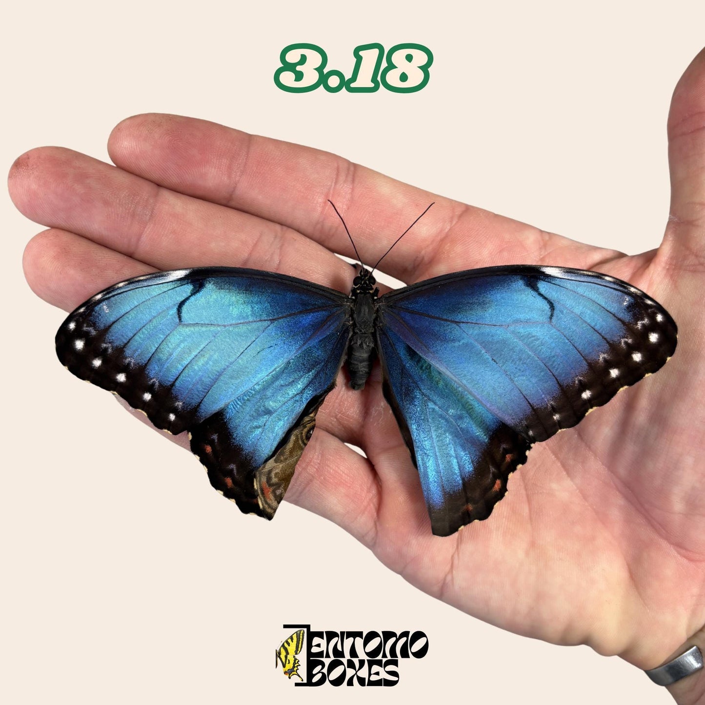 Real Blue Morpho Butterfly: B-Grade defected Dry Specimen for Taxidermy Repair