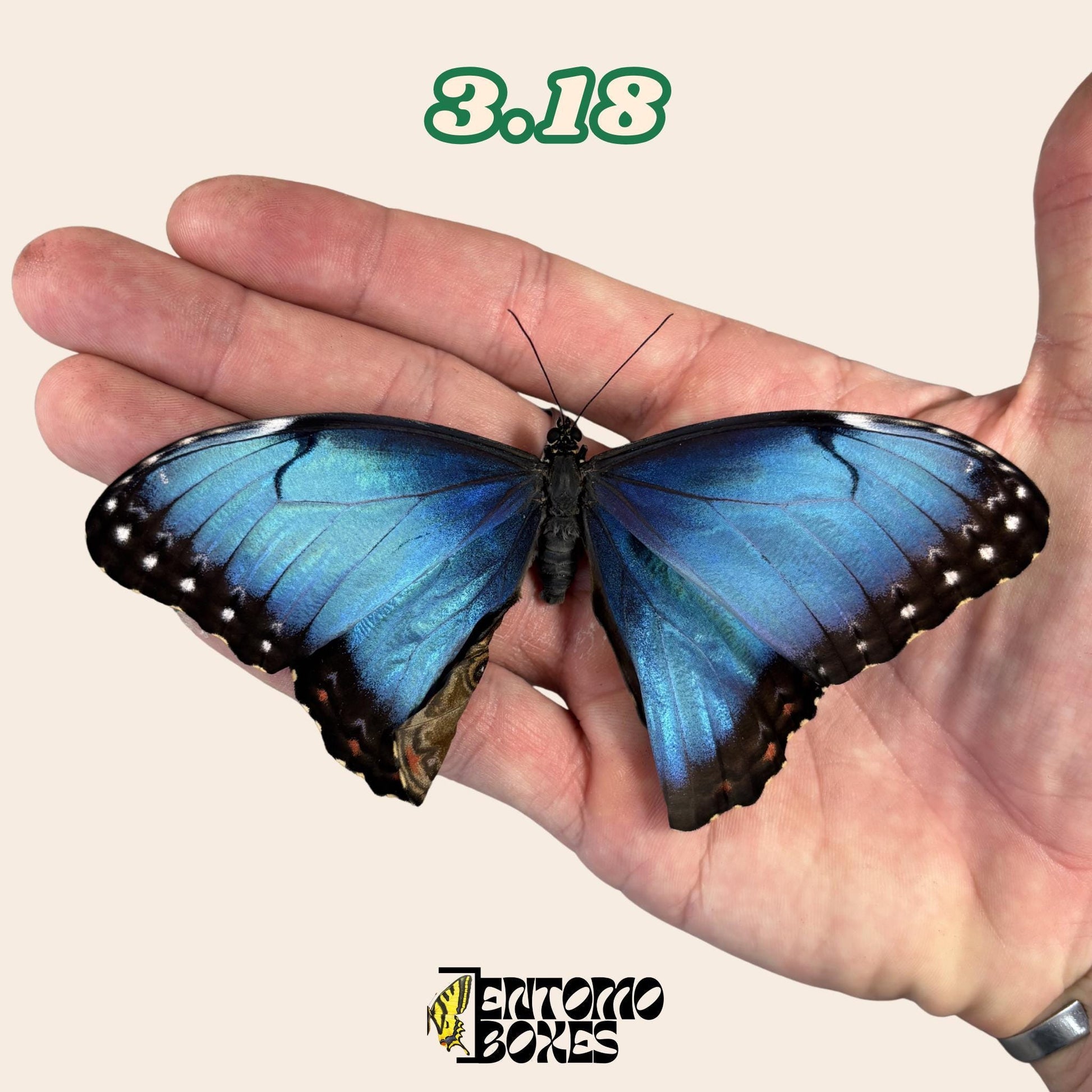 Real Blue Morpho Butterfly: B-Grade defected Dry Specimen for Taxidermy Repair