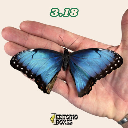 Real Blue Morpho Butterfly: B-Grade defected Dry Specimen for Taxidermy Repair