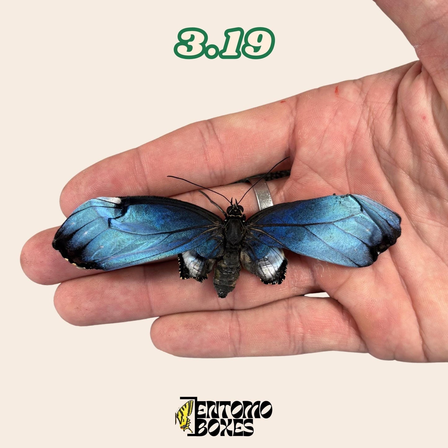 Real Blue Morpho Butterfly: B-Grade defected Dry Specimen for Taxidermy Repair