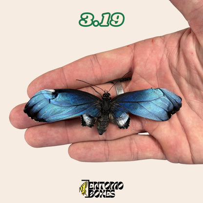 Real Blue Morpho Butterfly: B-Grade defected Dry Specimen for Taxidermy Repair