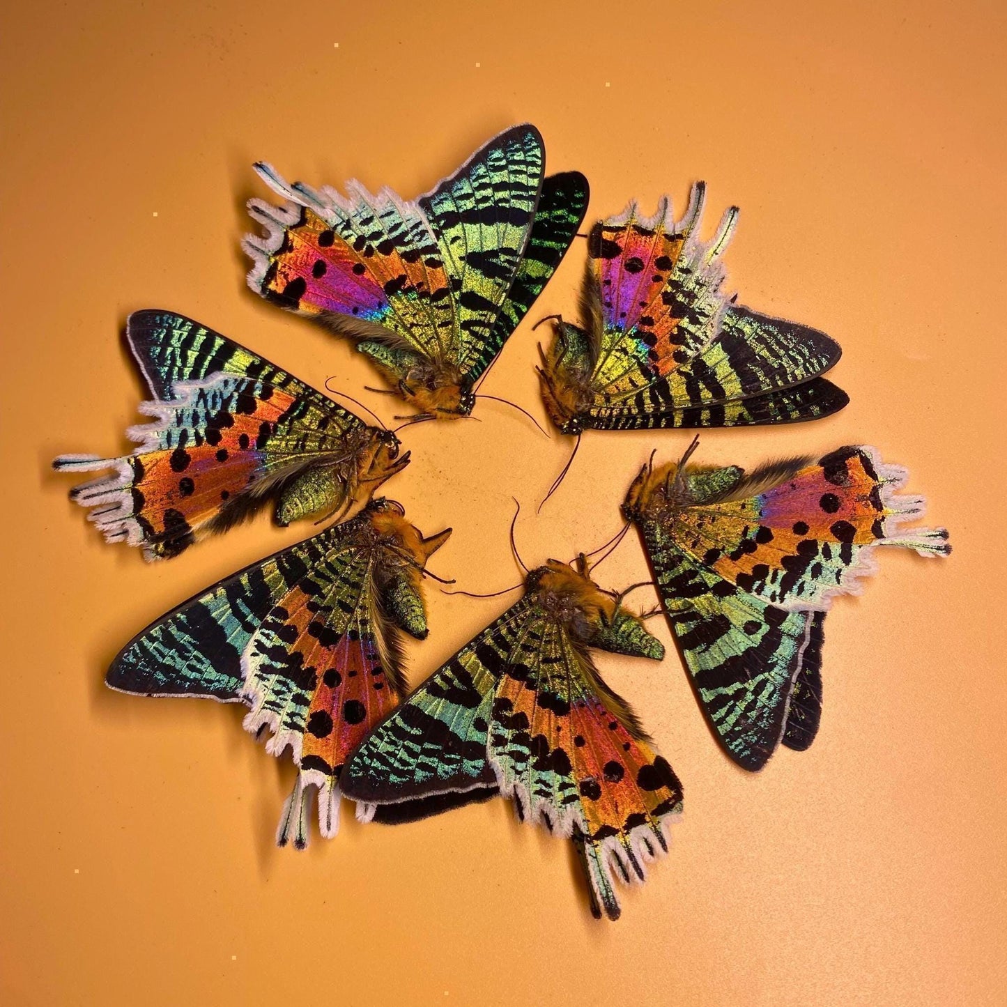 Urania ripheus wings (etsy image id: 8048763097)