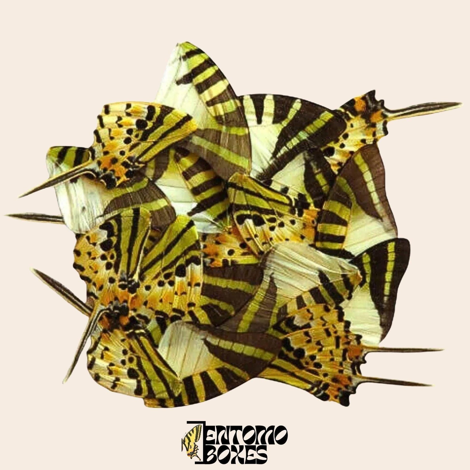 20 pcs Real Butterfly Insect Wings For Art DIY Home Decor taxidermy collection (etsy image id: 8048763181)