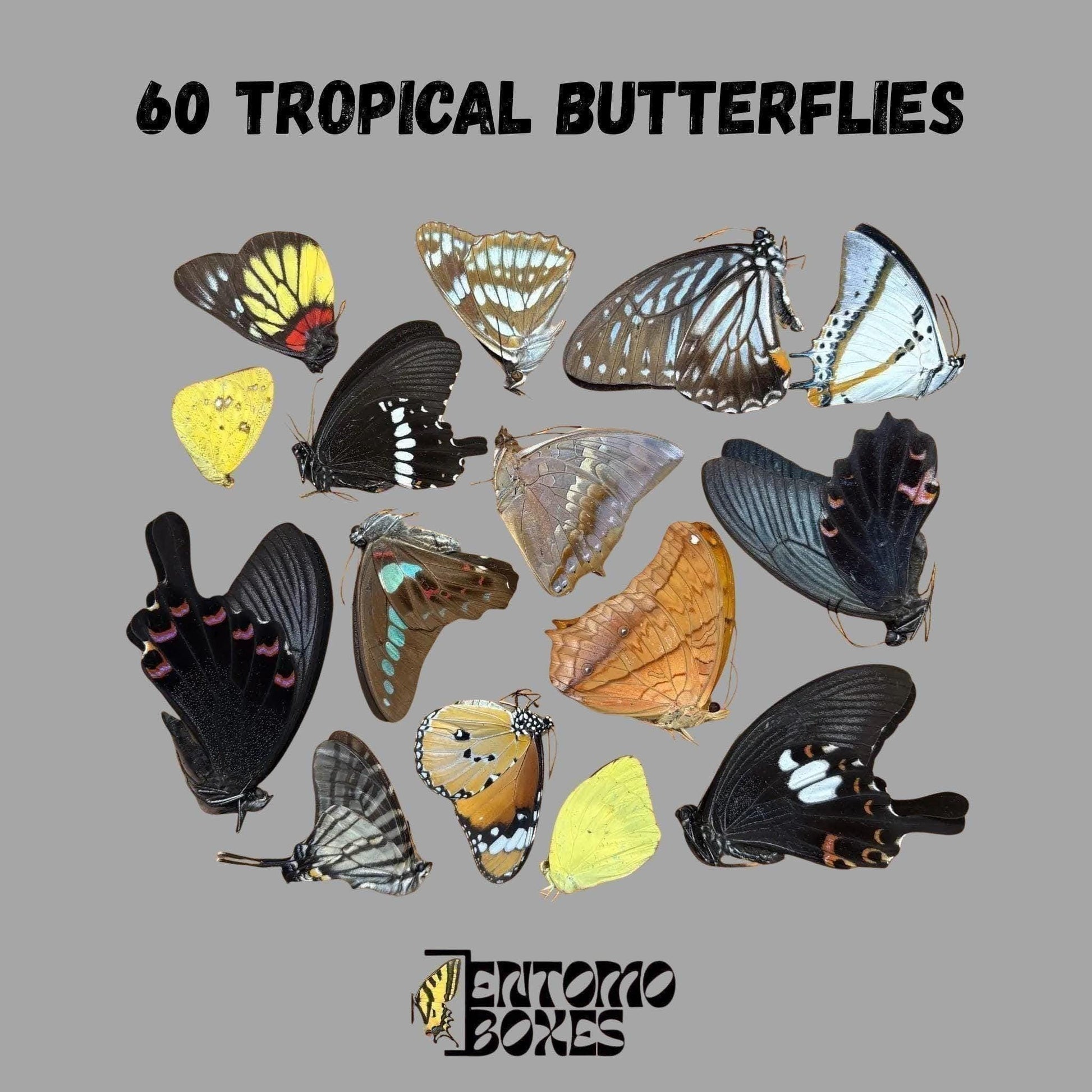 mix of dry tropical butterflies (etsy image id: 8051857231)