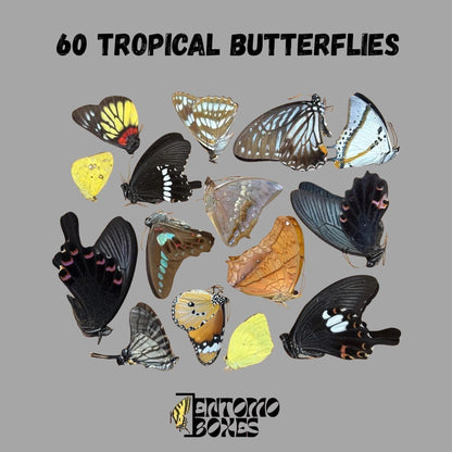 mix of dry tropical butterflies (etsy image id: 8051857231)