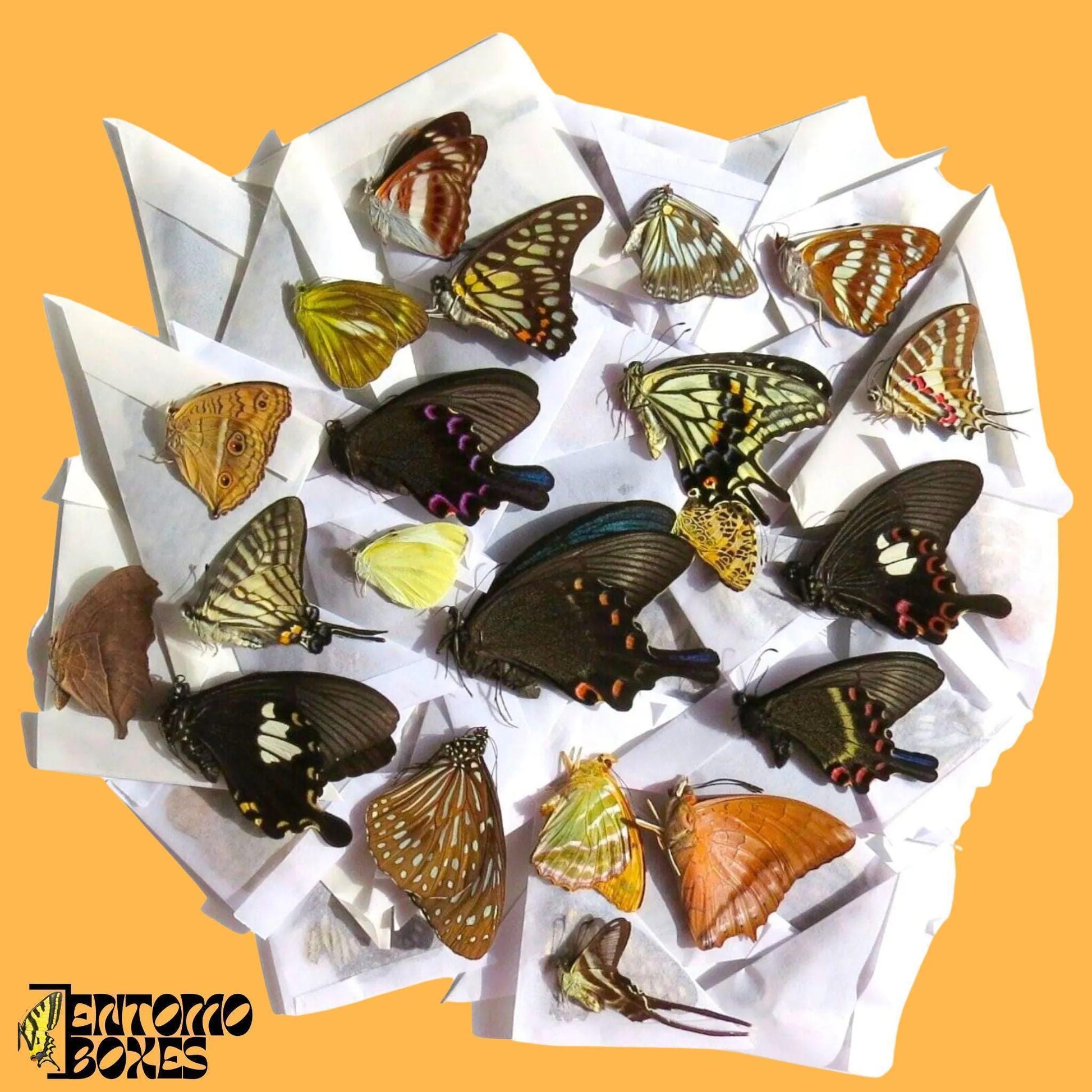 mix of papered tropical butterflies (etsy image id: 8051857265)