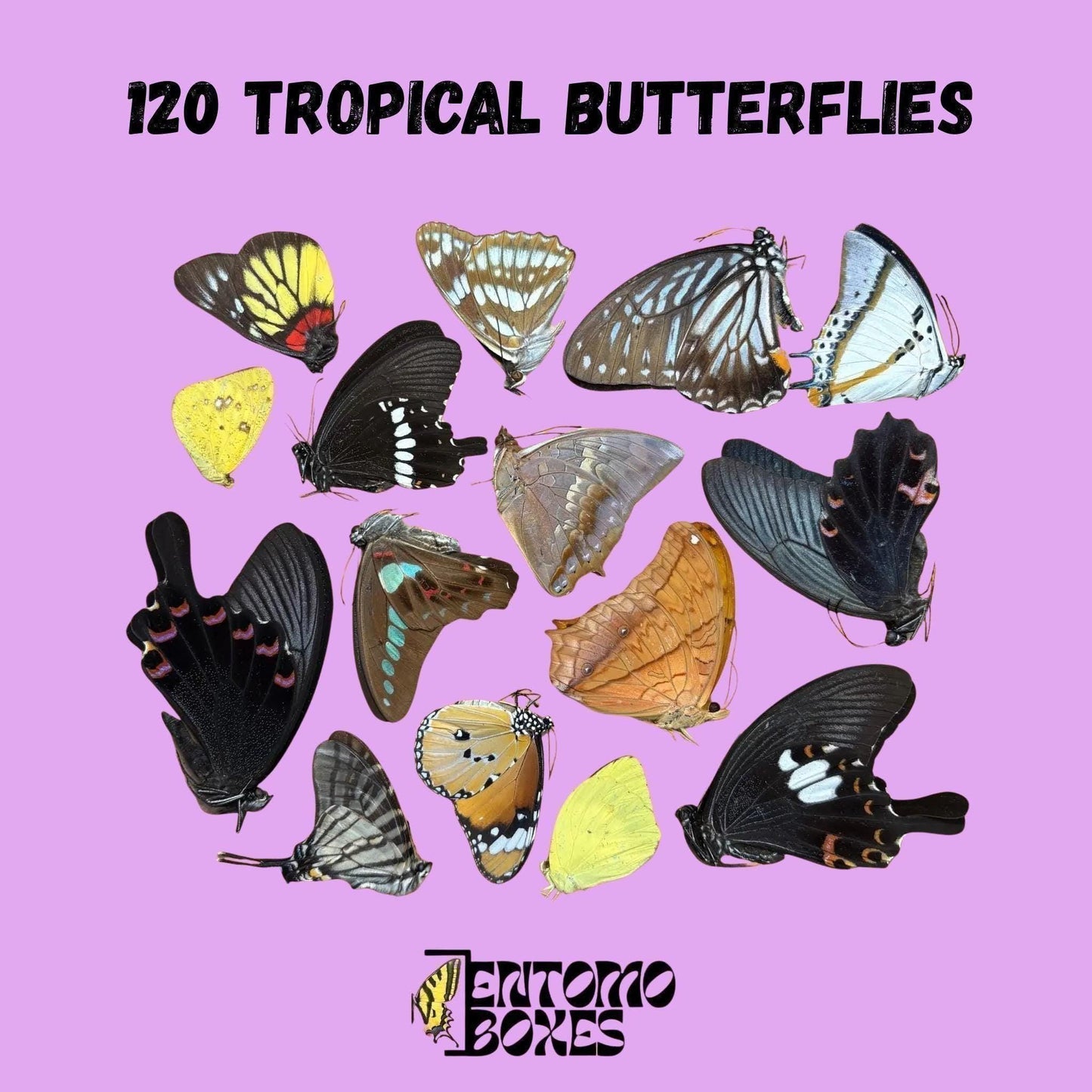 random mix of dry papered tropical butterflies from southeast asia (etsy image id: 8051861995)