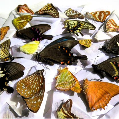120 pcs tropical butterflies specimens papered entomology taxidermy mix set (etsy image id: 8051862103)