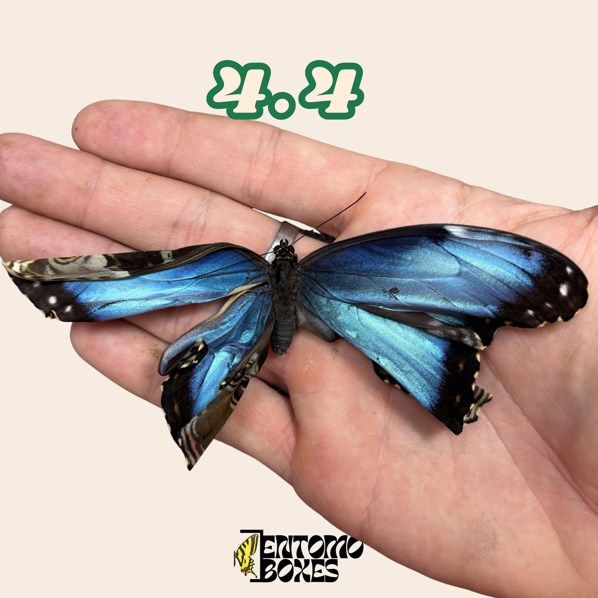 Real Blue Morpho Butterfly: B-Grade defected Dry Specimen for Taxidermy Repair