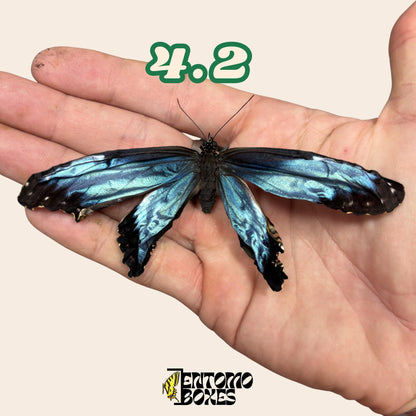 Real Blue Morpho Butterfly: B-Grade defected Dry Specimen for Taxidermy Repair
