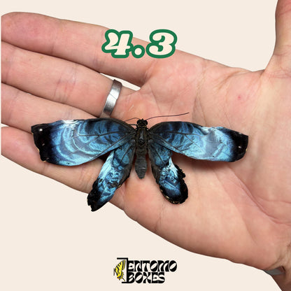 Real Blue Morpho Butterfly: B-Grade defected Dry Specimen for Taxidermy Repair