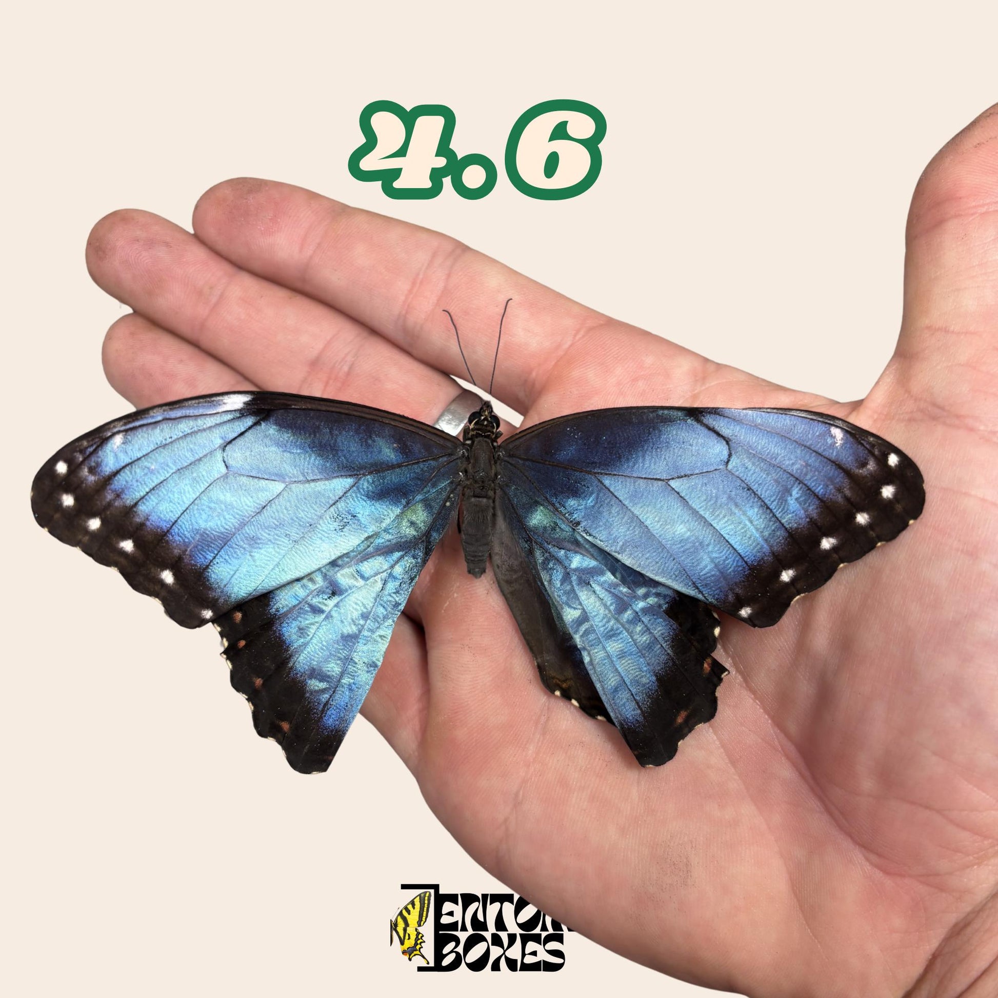 Real Blue Morpho Butterfly: B-Grade defected Dry Specimen for Taxidermy Repair