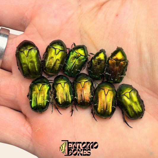 cetonia green flowšr beetles (etsy image id: 8056398455)