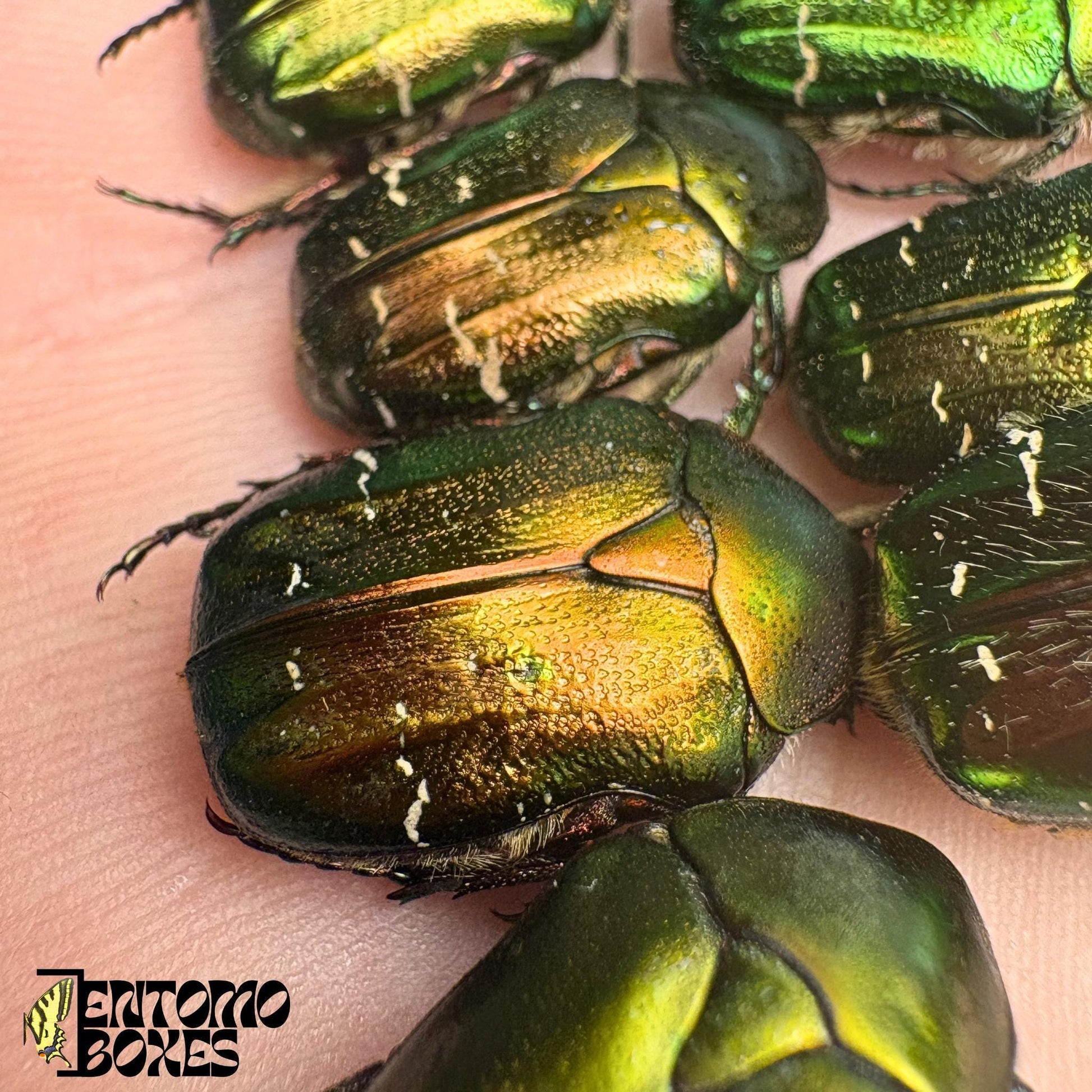 cetonia green flower beetles (etsy image id: 8056398567)