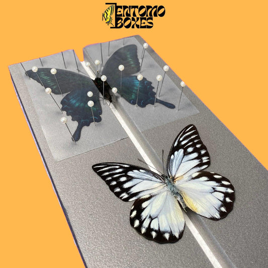 two butterflies on flat pinning board from entomoboxes (etsy image id: 8056429913)
