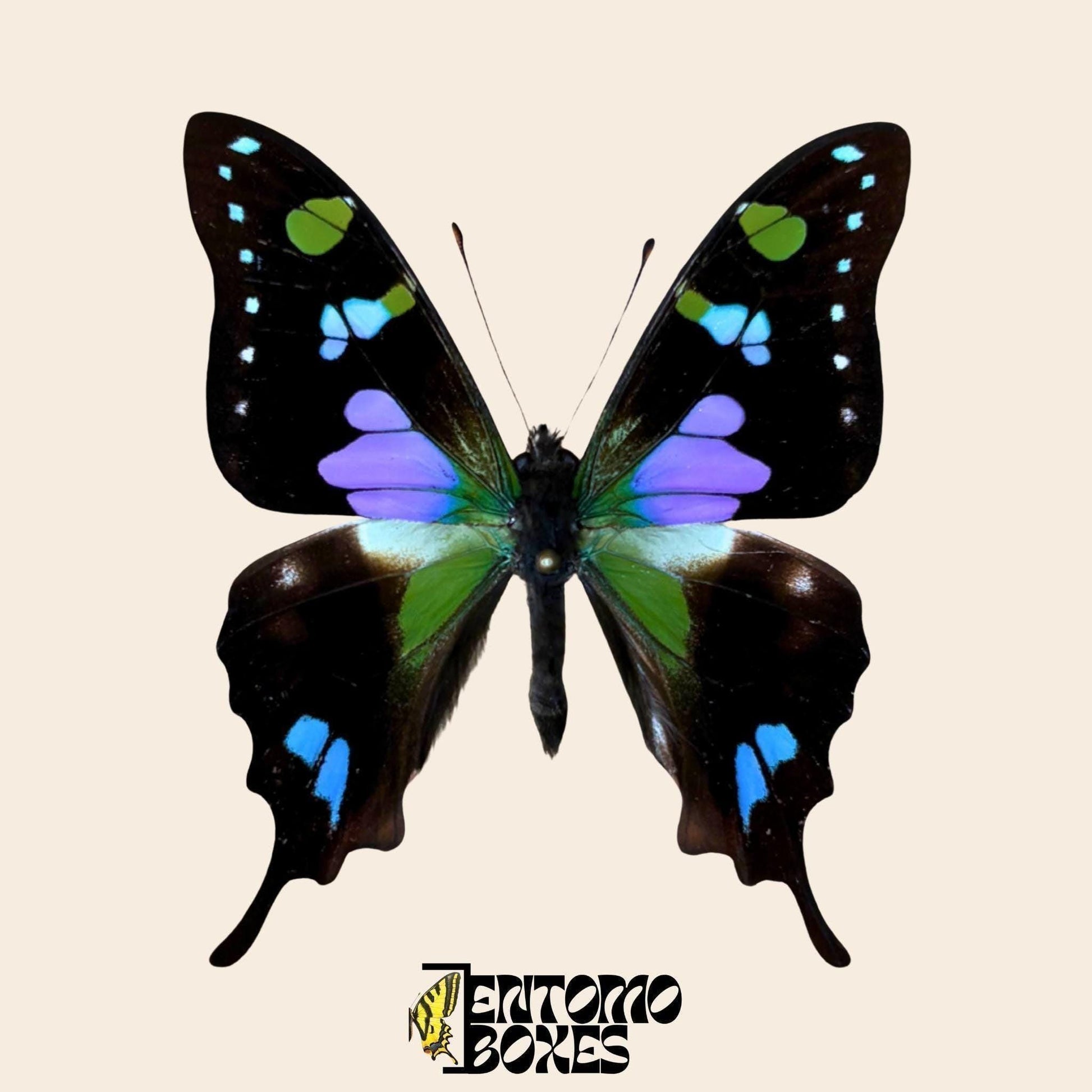 graphium weiskei butterfly on pin (etsy image id: 8059015747)