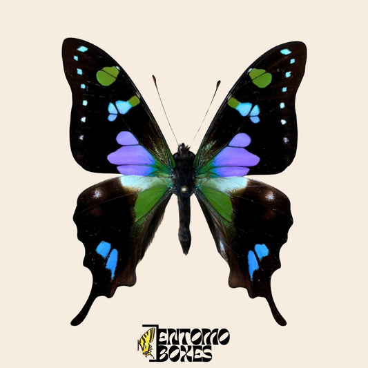 graphium weiskei butterfly on pin (etsy image id: 8059015747)