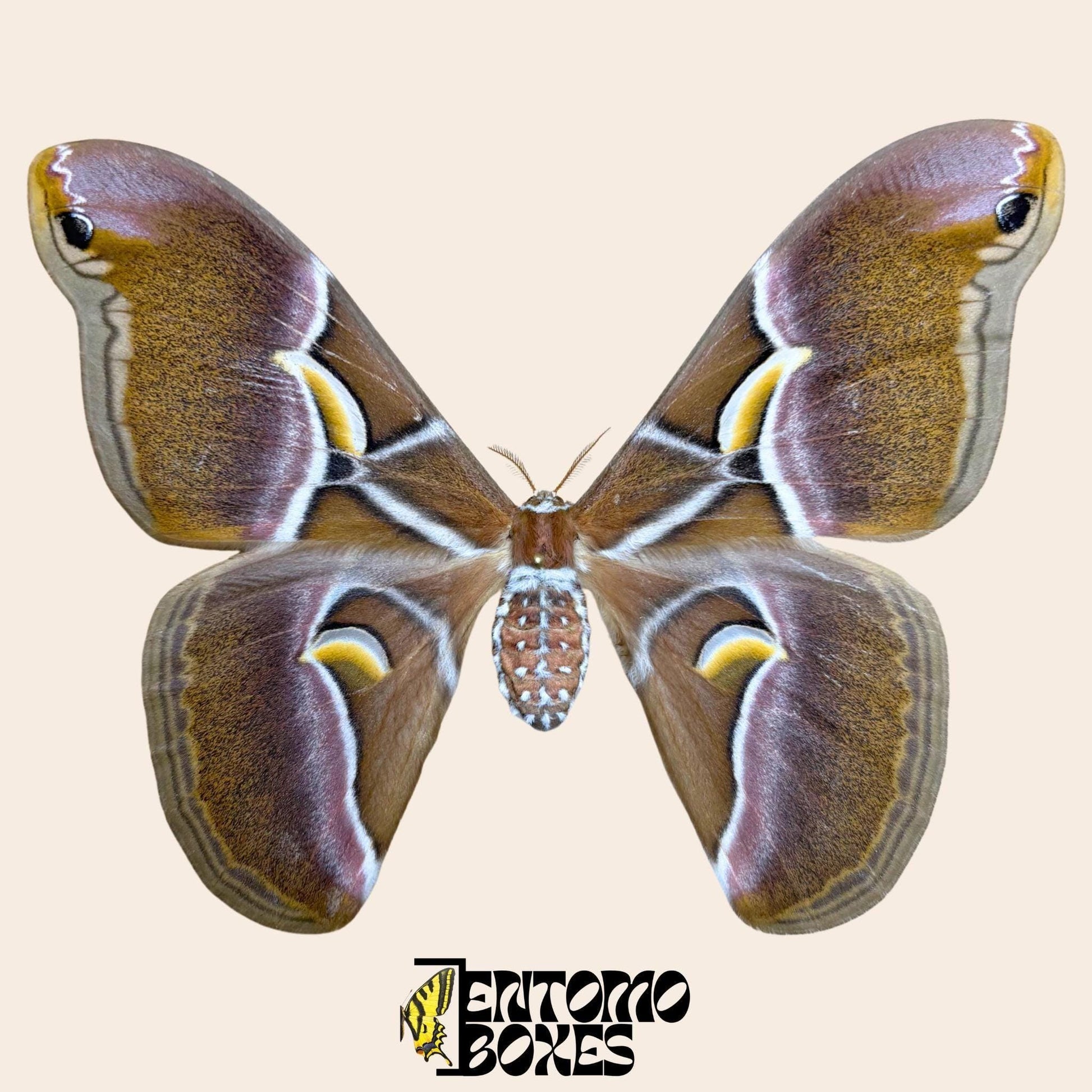 Samia canningi female pinned moth (etsy image id: 8059089031)