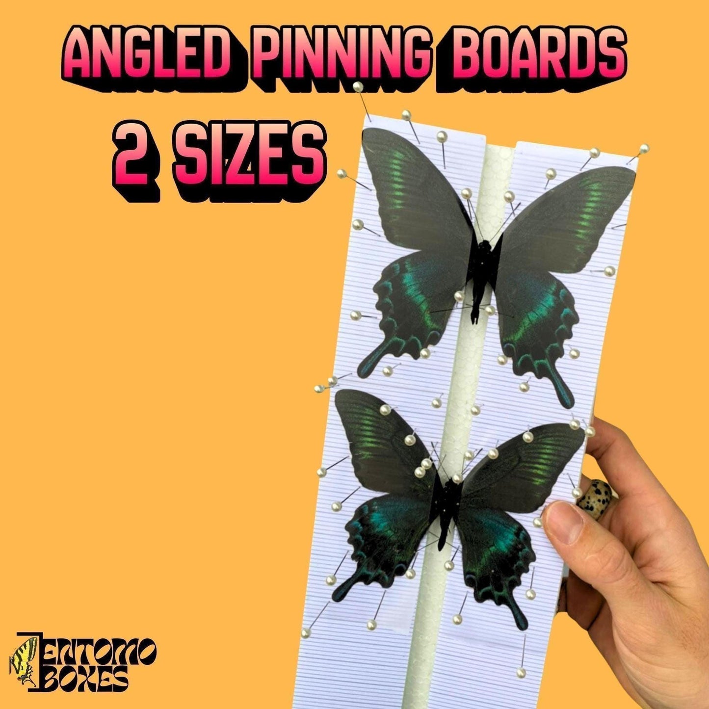 butterfly pinning kitpapilio maackii butterflies on entomoboxes pinning board (etsy image id: 8059114989)