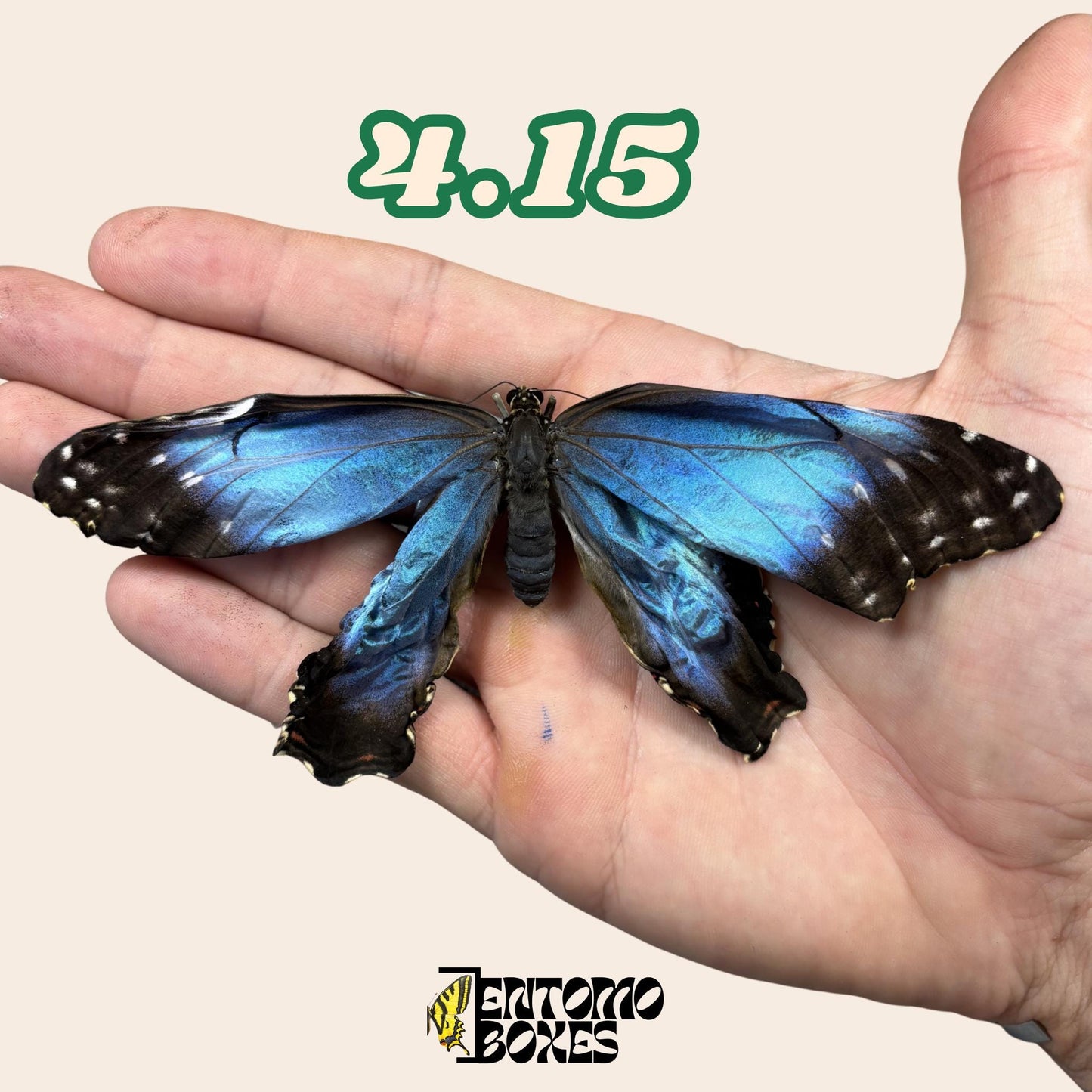 Real Blue Morpho Butterfly: B-Grade defected Dry Specimen for Taxidermy Repair