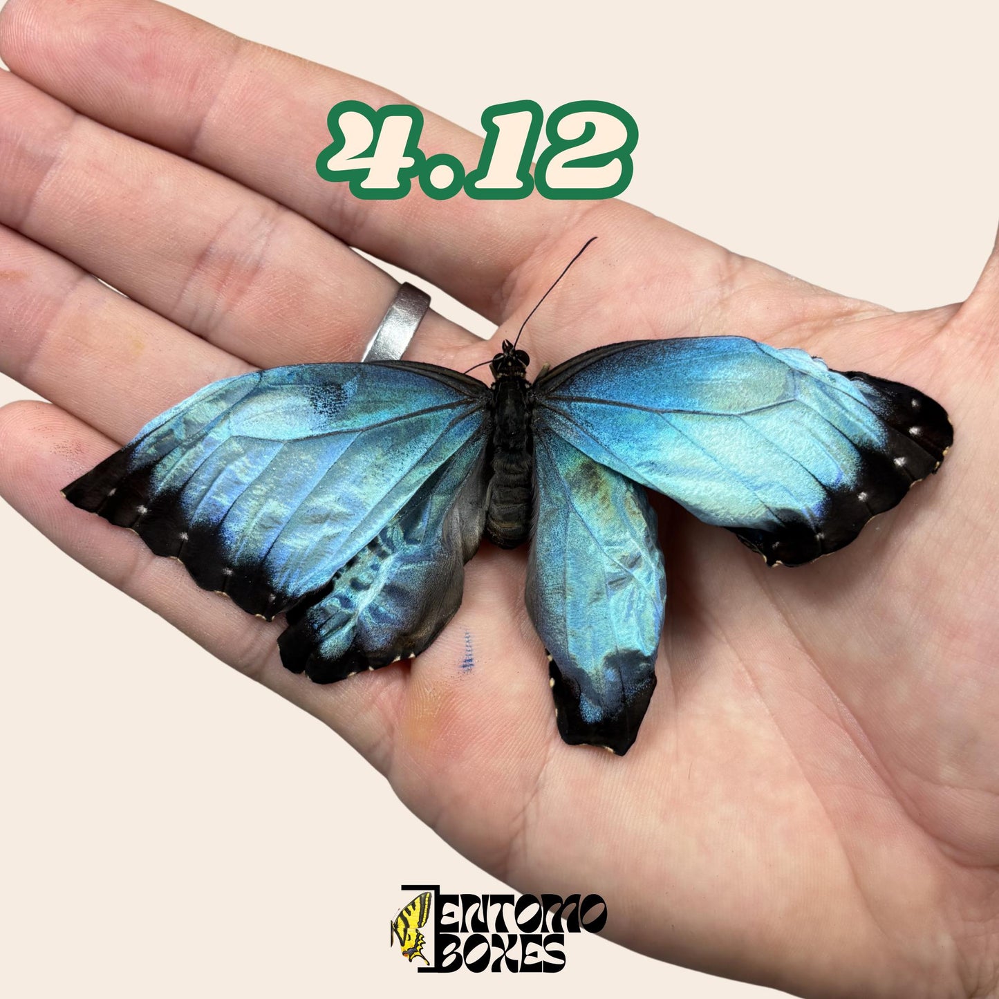 Real Blue Morpho Butterfly: B-Grade defected Dry Specimen for Taxidermy Repair