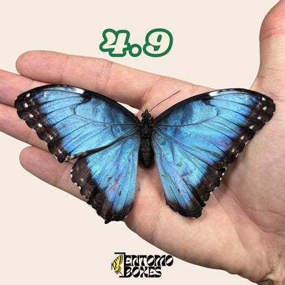 Real Blue Morpho Butterfly: B-Grade defected Dry Specimen for Taxidermy Repair