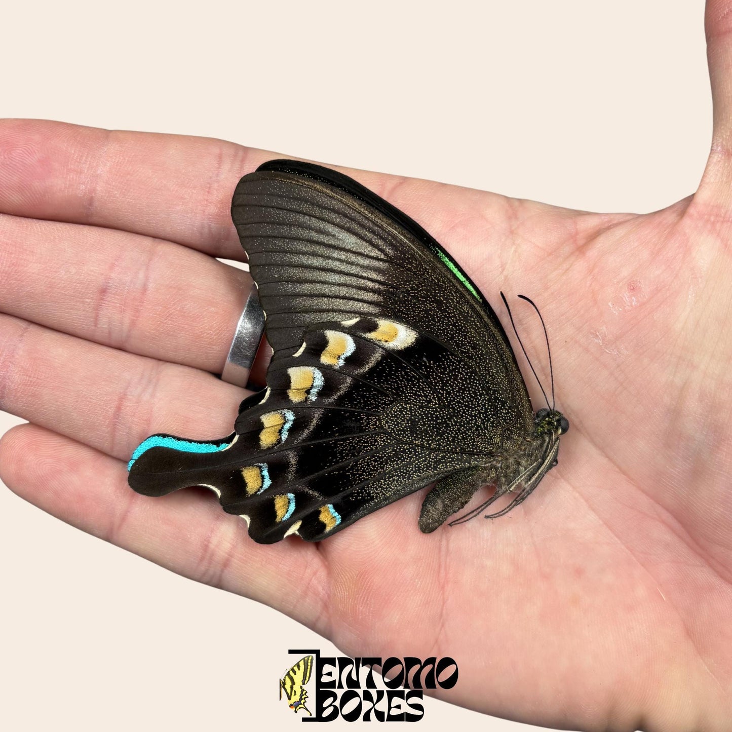 papilio blumei dry papered specimen on hand (etsy image id: 8062148105)