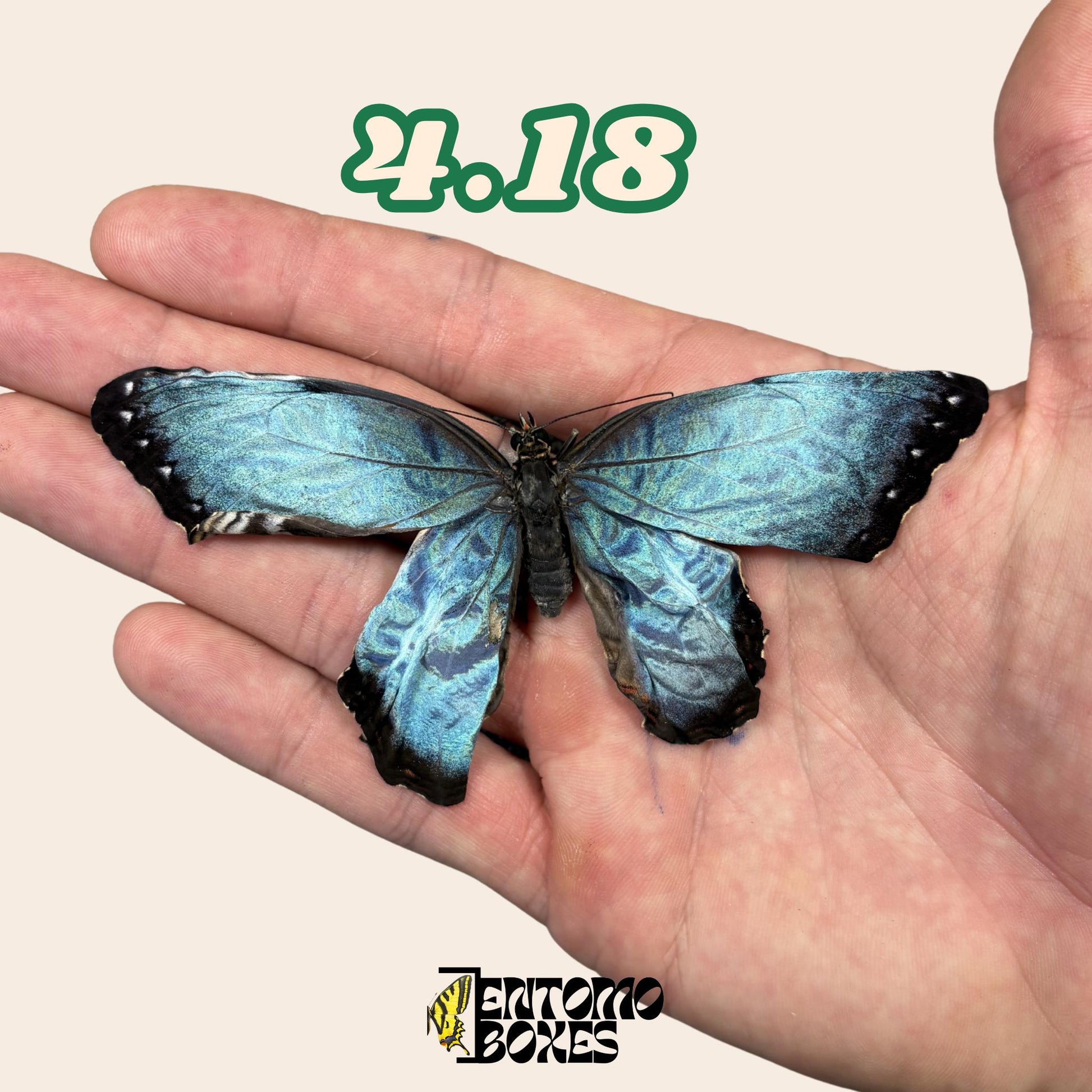 Real Blue Morpho Butterfly: B-Grade defected Dry Specimen for Taxidermy Repair