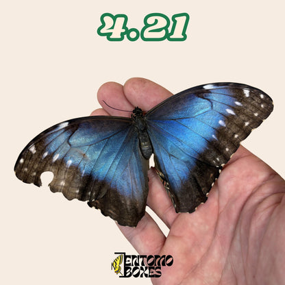 Real Blue Morpho Butterfly: B-Grade defected Dry Specimen for Taxidermy Repair