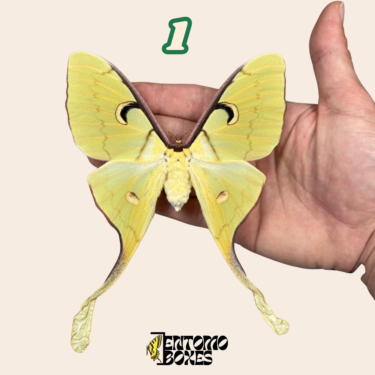 actias meanas female pinned __etsy:8096394696