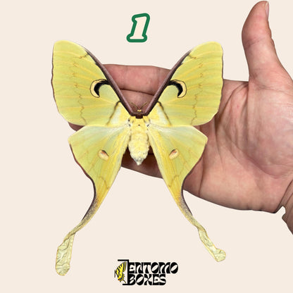 actias meanas female pinned __etsy:8096394696