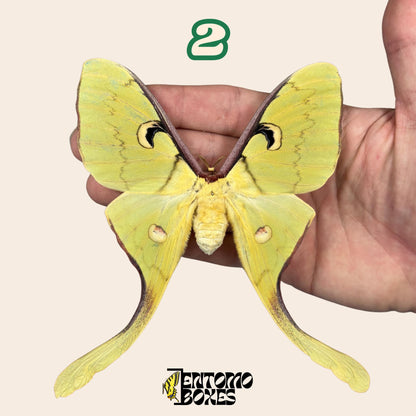 actias meanas female pinned __etsy:8096394730