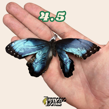 Real Blue Morpho Butterfly: B-Grade defected Dry Specimen for Taxidermy Repair
