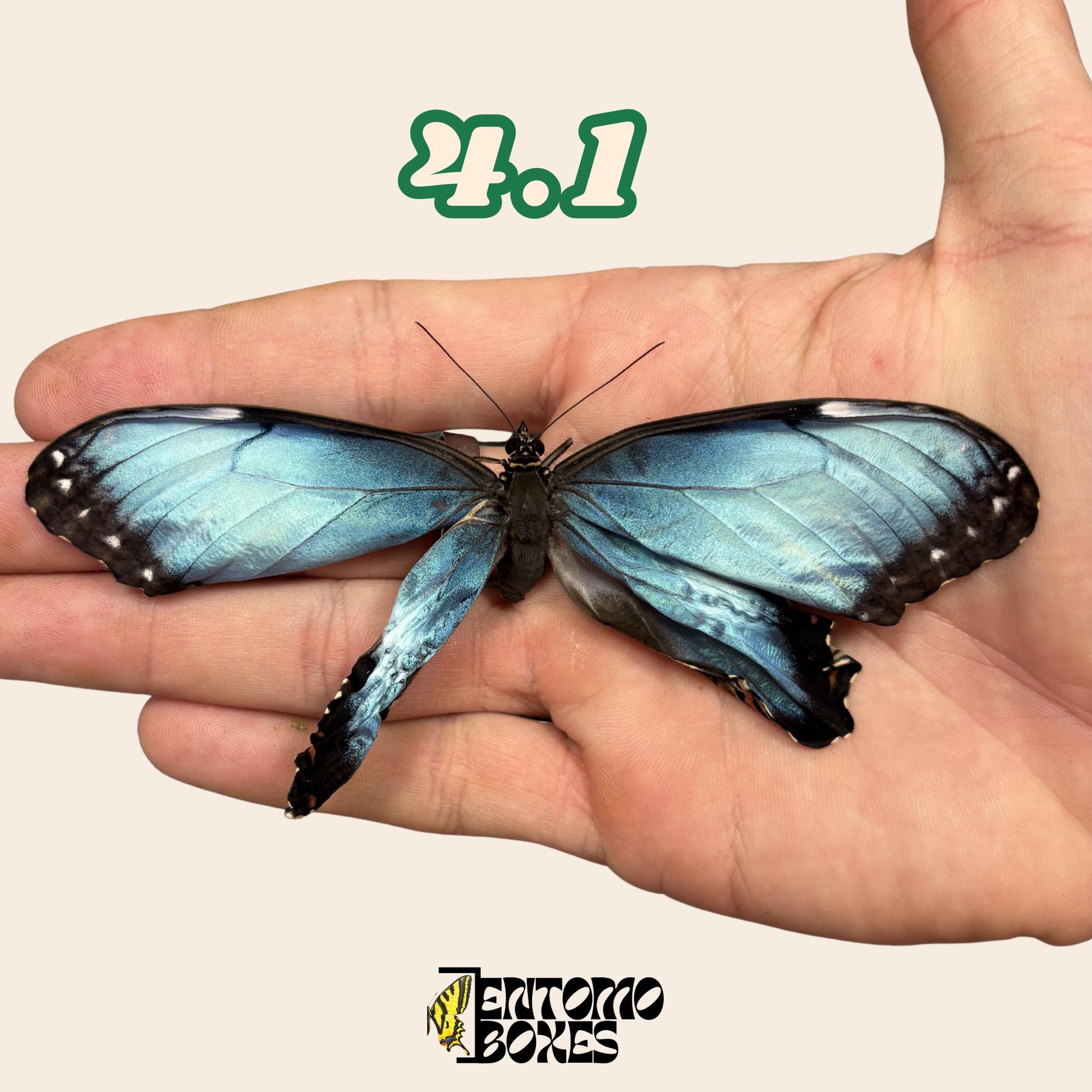 Real Blue Morpho Butterfly: B-Grade defected Dry Specimen for Taxidermy Repair