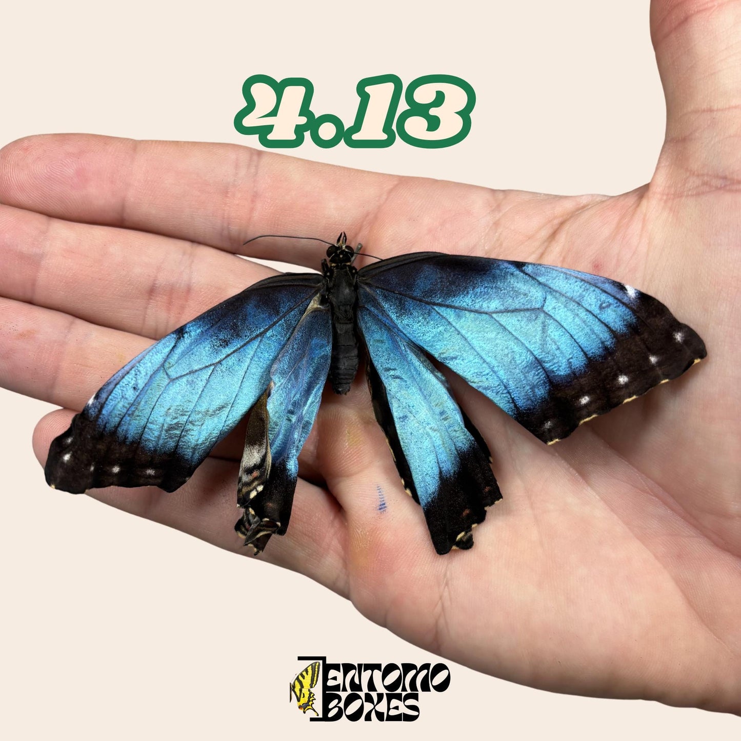 Real Blue Morpho Butterfly: B-Grade defected Dry Specimen for Taxidermy Repair