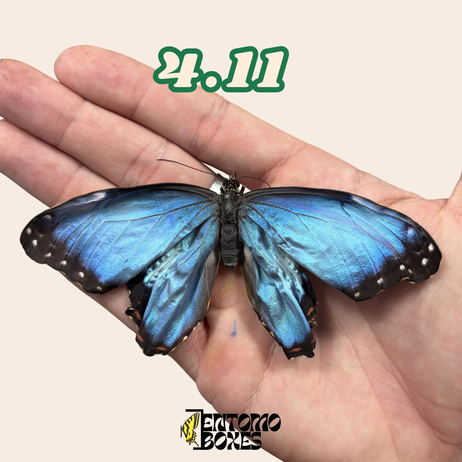 Real Blue Morpho Butterfly: B-Grade defected Dry Specimen for Taxidermy Repair