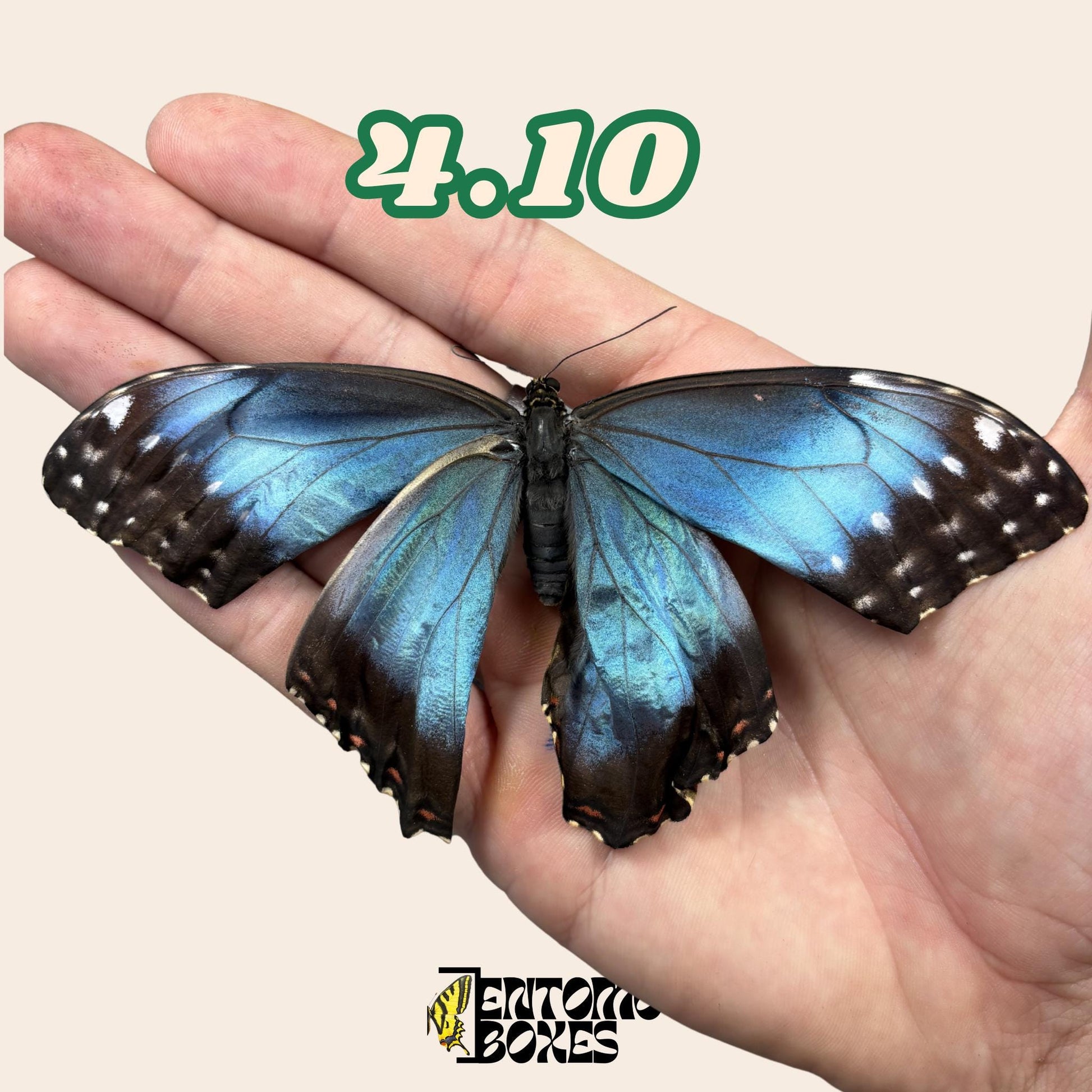 Real Blue Morpho Butterfly: B-Grade defected Dry Specimen for Taxidermy Repair