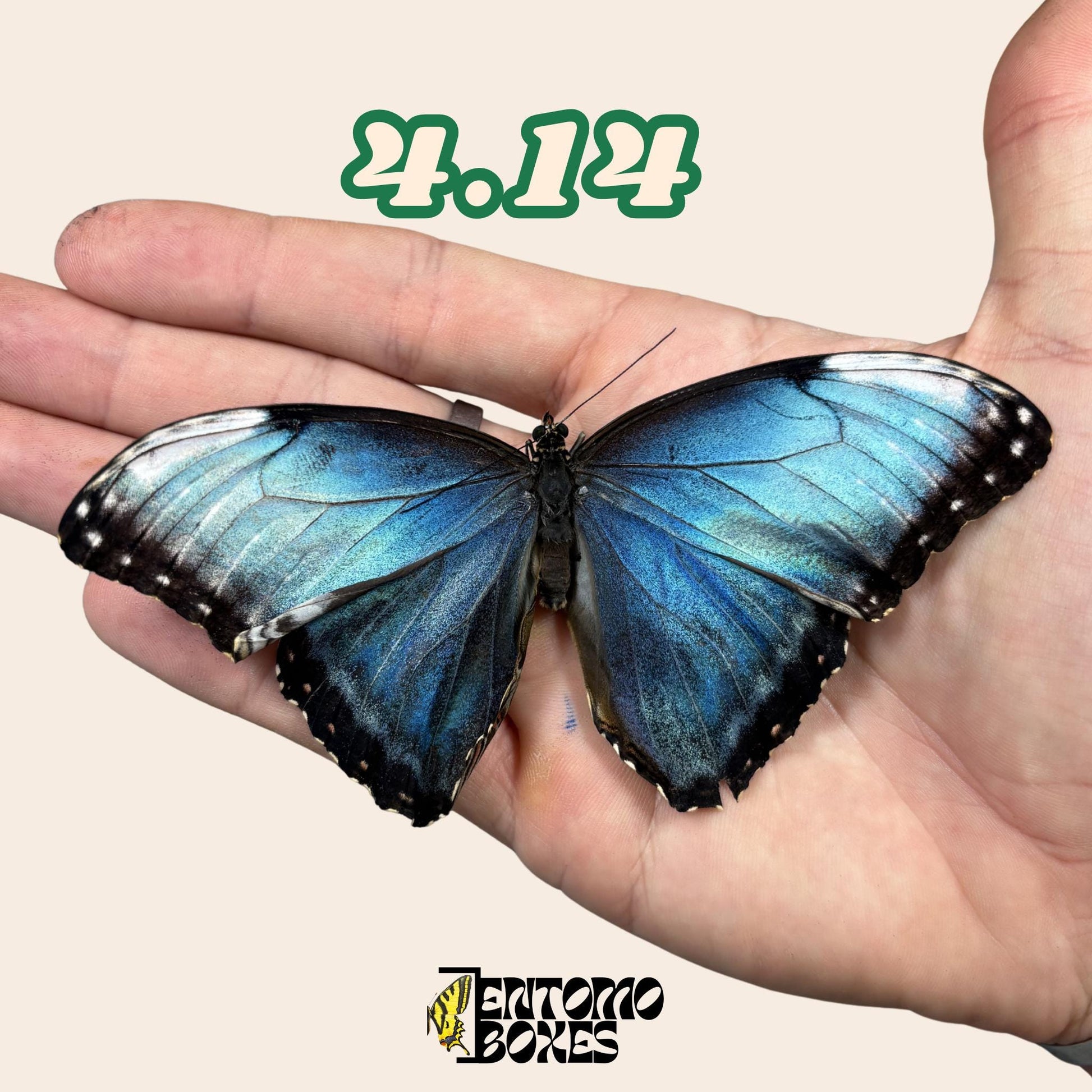 Real Blue Morpho Butterfly: B-Grade defected Dry Specimen for Taxidermy Repair