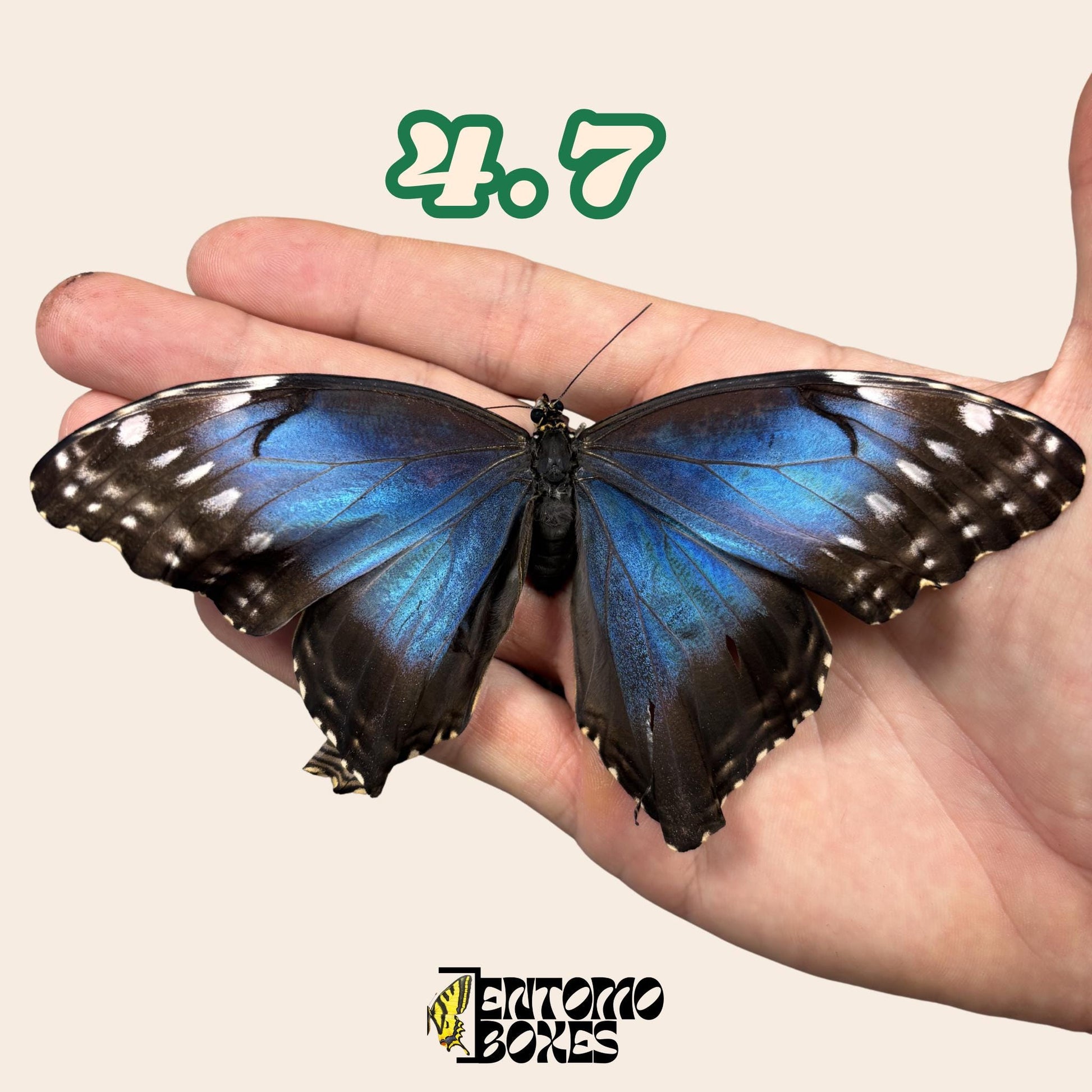 Real Blue Morpho Butterfly: B-Grade defected Dry Specimen for Taxidermy Repair
