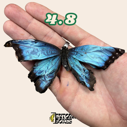 Real Blue Morpho Butterfly: B-Grade defected Dry Specimen for Taxidermy Repair