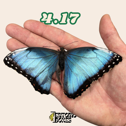 Real Blue Morpho Butterfly: B-Grade defected Dry Specimen for Taxidermy Repair
