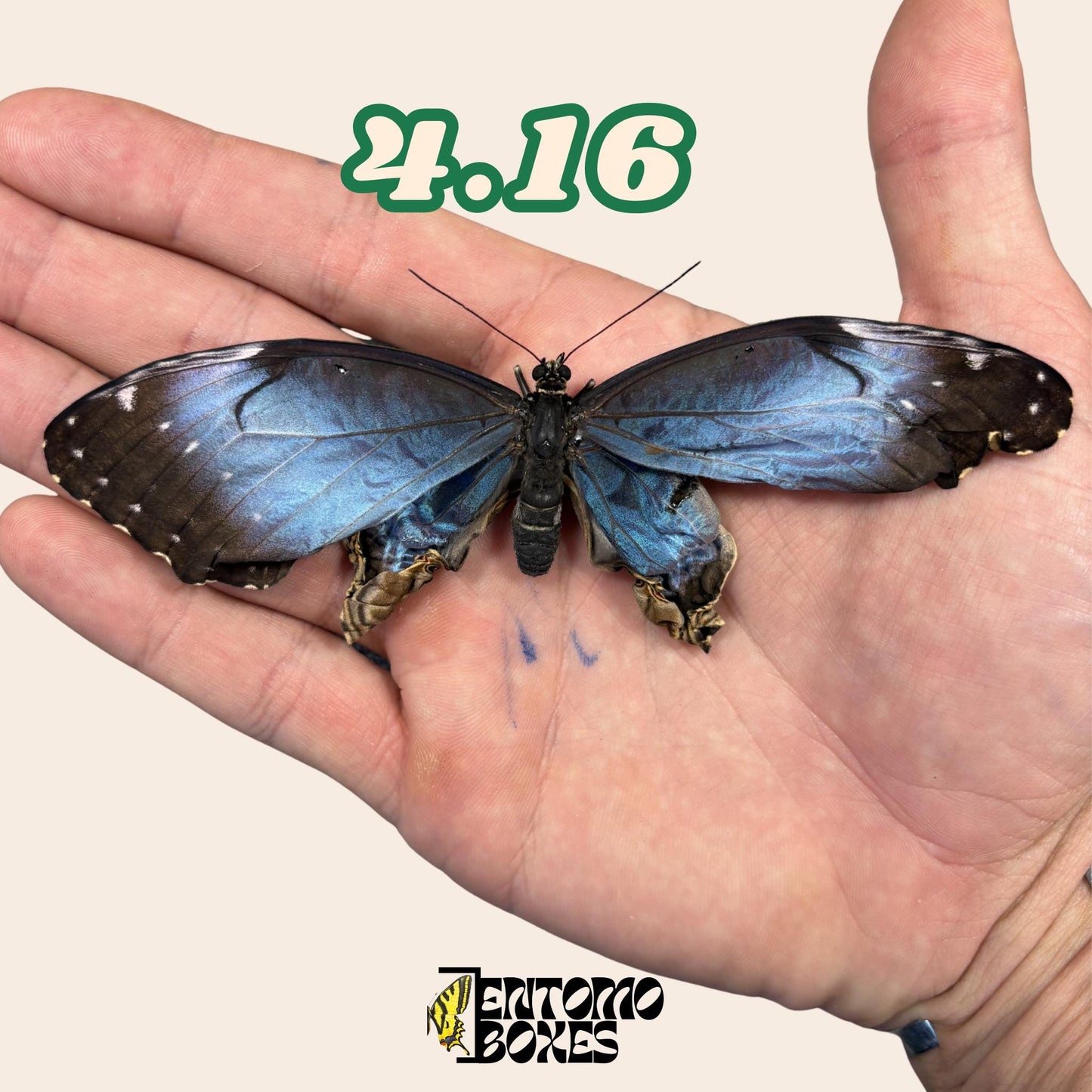 Real Blue Morpho Butterfly: B-Grade defected Dry Specimen for Taxidermy Repair