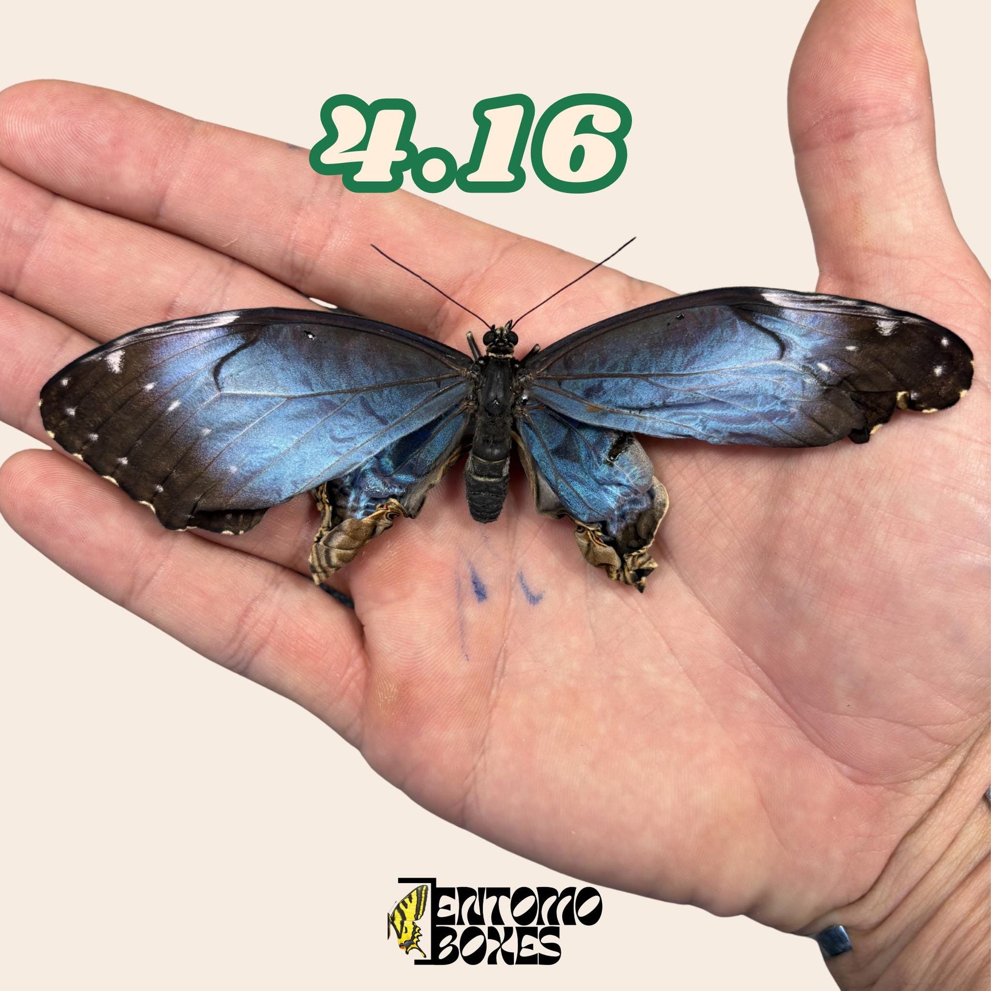 Real Blue Morpho Butterfly: B-Grade defected Dry Specimen for Taxidermy Repair